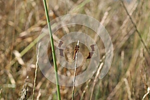 Nature background with dragonfly wings. Erythrodiplax -dragonfly with brown wings