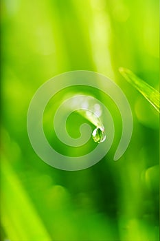 Nature background, with drop