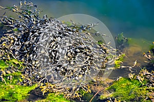 Nature background, Egg Wrack or Knotted Wrack seaweed Ascophylum nodosum