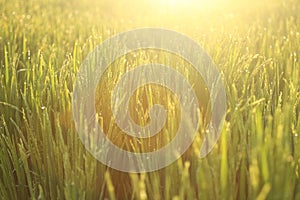 Nature background. Field of wheat. Dreamy natural background with morning golden sunrise sunset light over the field. Copy space