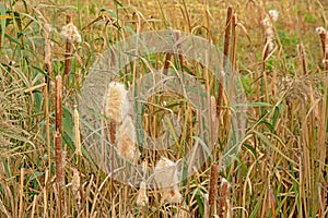 Flowering cattail plants in the marsh - Typhaceae