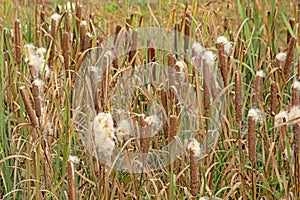 MAny flowering bulrush plants in the marsh - Typhaceae