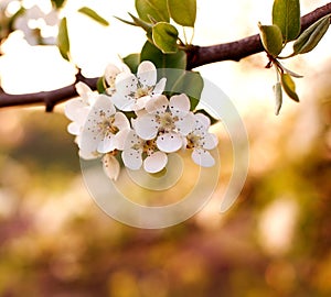 Nature background, flowering garden trees in sunset light