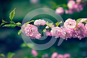 Nature background with flowers