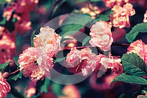 Nature background with flowers