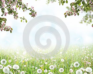 Nature background with  flowers. Spring floral landscape with green grass and dandelions
