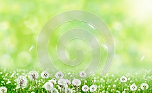 Nature background with flowers. Spring floral landscape with green grass and dandelions