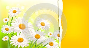 Nature background with fresh daisy