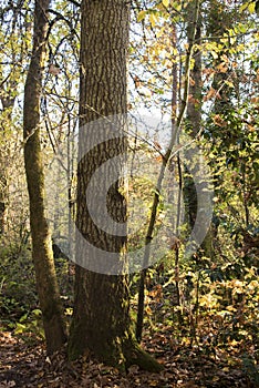 Nature background, golden hour in the fall Forest