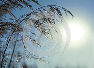 Nature background with grass and bokeh lights.