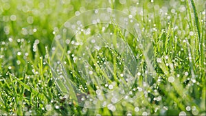 Nature Background. Grass With Dew In Backyard During A September Morning. Vibrant Green Grass After Spring Rain. Bokeh.