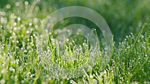 Nature Background. Grass With Dew In Backyard During A September Morning. Vibrant Green Grass After Spring Rain. Bokeh.