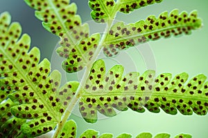 Green fern leaf with dot of spore plant in tropical forest. photo