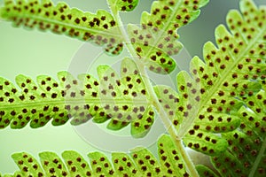 Green fern leaf with dot of spore plant in tropical forest. photo