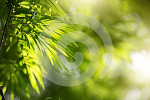 Příroda zelený listy z bambus listy a sluneční světlo 