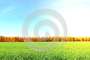 Nature background. Green grass field against a blue sky with wispy white cloud