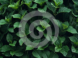 nature background of green leaves