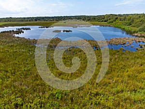 Nature background, green lung of North Brabant, turf lake in Kempen forest in September, the Netherlands