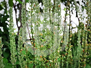 Nature Background of Green Patterned Leaf Plants with Selective Focus