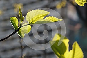 Nature background with green plant leaves