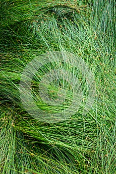 Nature background of green sedge grasses in pattern and texture