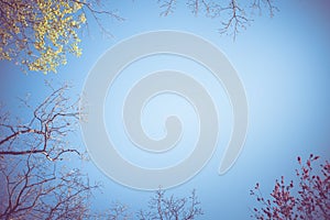 Nature background image with blue sky and various tree overhead