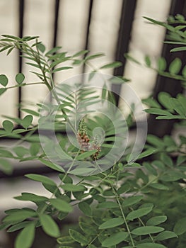 Nature background . Indigofera tinctoria