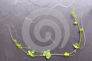 Nature background of ivy gourd.