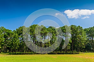 Nature background of landscape Pine Forest with a blue sky and white clouds in the spring afternoon at Thung Salaeng Luang