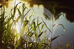 Nature background. Landscape with a ray of sunlight. Green grass close-up against the background of the setting sun and a pond.