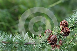 Nature background with larch cones