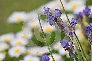Nature Background Lavender & flower fields