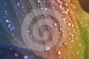 Nature Background. leaf with dew drops closeup