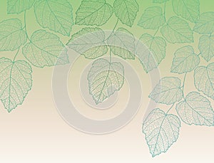 Nature background with leave vector