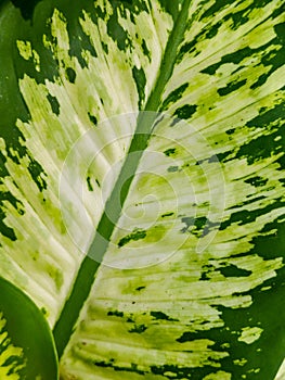 nature background, leaves of Sri Fortuna plant, Dieffenbachia seguine,