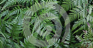 Nature background - Many green fern Pteridophyta  leaves