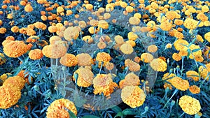 Nature background of marigold flowers garden. Yellow flowers blossom and leaves backgrounds.