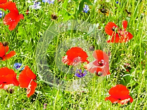 Nature background - meadow full of poppy flowers