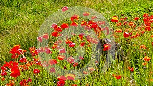 Nature background - meadow full of poppy flowers