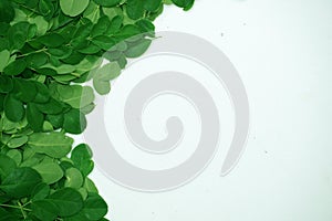 Nature background with moringa leaves. white space is provided to insert text.