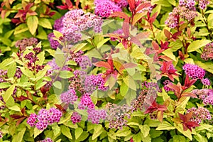 Nature background of multicolor green, yellow, pink, and red Spiraea Japonica plant in bloom photo