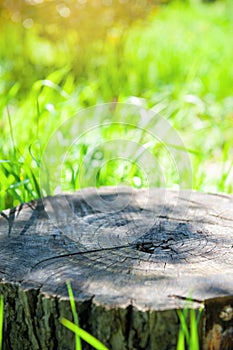 Nature background with old tree stump with cracked wood and moss in forest