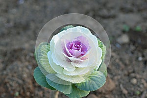 Nature background of organic Cabbage flowers planted at garden