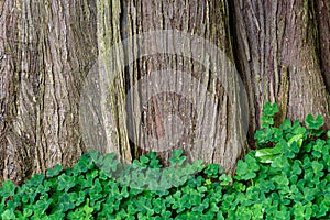 Nature background of Oxalis, shamrocks, growing at the base of a large cedar tree, pattern and texture in green and brown