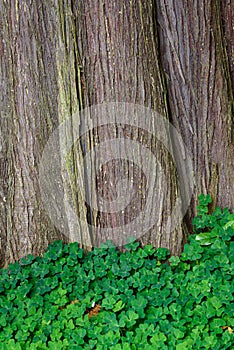 Nature background of Oxalis, shamrocks, growing at the base of a large cedar tree, pattern and texture in green and brown