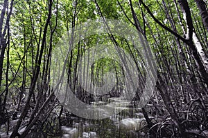 Nature background, photo of beautiful mangrove forest at Ban Ko Klang, Krabi province, Thailand.