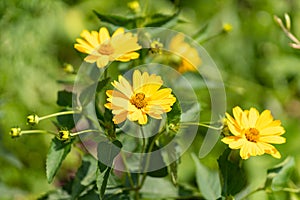 Nature background. Photo of yellow marigold flowers view