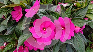 Nature background of pink flower or Impatiens hawkeri in full bloom.