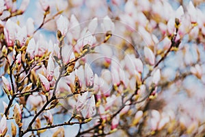 Nature background with pink magnolia flowers