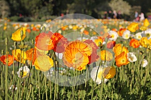 Nature background with poppy flower. Flowers Red orange poppies blossom.